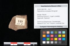 Foto (Objekt + Etikett) von Glyptostrobus europaeus Brongniart (NHMW-GEO-2024-0188-0149)
